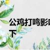 公鸡打鸣影响考生？民警：晚上加餐 直接买下