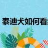 泰迪犬如何看纯不纯（泰迪犬怎么看纯不纯）