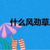 什么风劲草成语四字词语（什么风劲草）