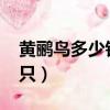 黄鹂鸟多少钱一只2020年（黄鹂鸟多少钱一只）