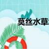 莫丝水草怎么种（莫丝水草怎么养）