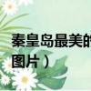 秦皇岛最美的花海在哪里（秦皇岛向日葵花海图片）