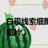 白带线索细胞图片无染色（白带与精斑泡水的图片）