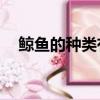 鲸鱼的种类有90多种英语（鲸鱼的种类）