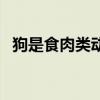 狗是食肉类动物还是杂食动物（杂食动物）