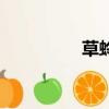 草蛉虫卵图片（草蛉虫）