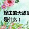 蝗虫的天敌是什么怎样能治蝗虫（蝗虫的天敌是什么）