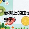 枣树上的虫子蜇了人用什么药止疼（枣树上的虫子）