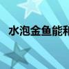 水泡金鱼能和什么金鱼一起养（水泡金鱼）