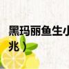 黑玛丽鱼生小鱼前兆最准（黑玛丽鱼生小鱼前兆）