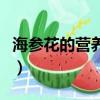 海参花的营养价值与禁忌（海参花的营养价值）