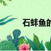 石蚌鱼的市场价多少一斤（石蚌）