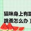 猫咪身上有跳蚤怎么办简单方法（猫咪身上有跳蚤怎么办）