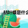 枯叶蝶是什么意思呢（枯叶蝶是什么意思）