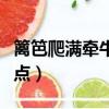 篱笆爬满牵牛花中牵牛花的特点（牵牛花的特点）