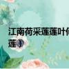 江南荷采莲莲叶何田田鱼戏莲叶西鱼戏莲夜钩鱼（江南荷采莲）