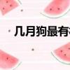几月狗最有福气（狗宝宝几月出生最好）