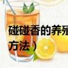 碰碰香的养殖方法和注意事项（碰碰香的养殖方法）