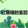 红珊瑚的鉴别方法图片（红珊瑚的鉴别方法）