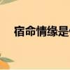 宿命情缘是什么意思（情缘是什么意思）