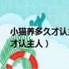 小猫养多久才认主人?猫对主人的记忆有多久（小猫养多久才认主人）