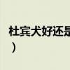 杜宾犬好还是马犬好（杜宾犬和马犬哪个厉害）