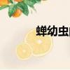 蝉幼虫的功效与作用（蝉幼虫）
