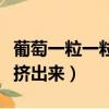 葡萄一粒一粒的挤出来给我吃（葡萄一粒一粒挤出来）