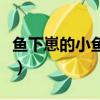 鱼下崽的小鱼怎么养好（鱼下崽的小鱼怎么养）