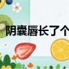 阴囊唇长了个小硬疙瘩是怎么回事（tinch）