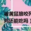 被黄鼠狼咬死的鸡还能吃么（被黄鼠狼咬死的鸡还能吃吗）