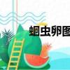蛔虫卵图片 拉出来（蛔虫卵图片）