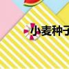 小麦种子品牌（小麦种子哪个好）