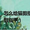 怎么给猫剪指甲不让它反抗的工具（怎么给猫剪指甲）