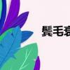 鬓毛衰是什么意思（鬓毛衰）