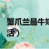 蟹爪兰最牛嫁接五层（蟹爪兰无痕嫁接100成活）