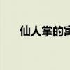 仙人掌的寓意和象征（仙人掌的花语）