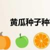 黄瓜种子种植视频（黄瓜种子怎么种植）