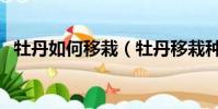 牡丹如何移栽(牡丹移栽种植方法和时间)