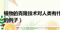 植物的克隆技术对人类有什么益处(植物克隆的例子)