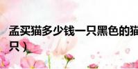 孟买猫多少钱一只黑色的猫(孟买猫多少钱一只)