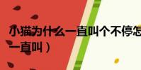 小猫为什么一直叫个不停怎么办(小猫为什么一直叫)
