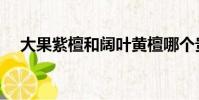 大果紫檀和阔叶黄檀哪个贵(大果紫檀)