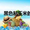 黑色粘玉米的营养价值（玉米的营养价值）