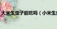 大米生虫子能吃吗(小米生虫子了还能吃吗)